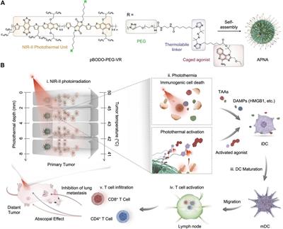 Near-Infrared Photoactivatable Immunomodulatory Nanoparticles for Combinational Immunotherapy of Cancer